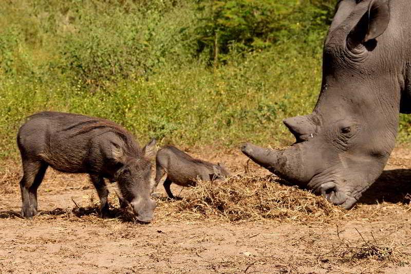 Fathala Wildlife Reserve Toubakouta Kültér fotó
