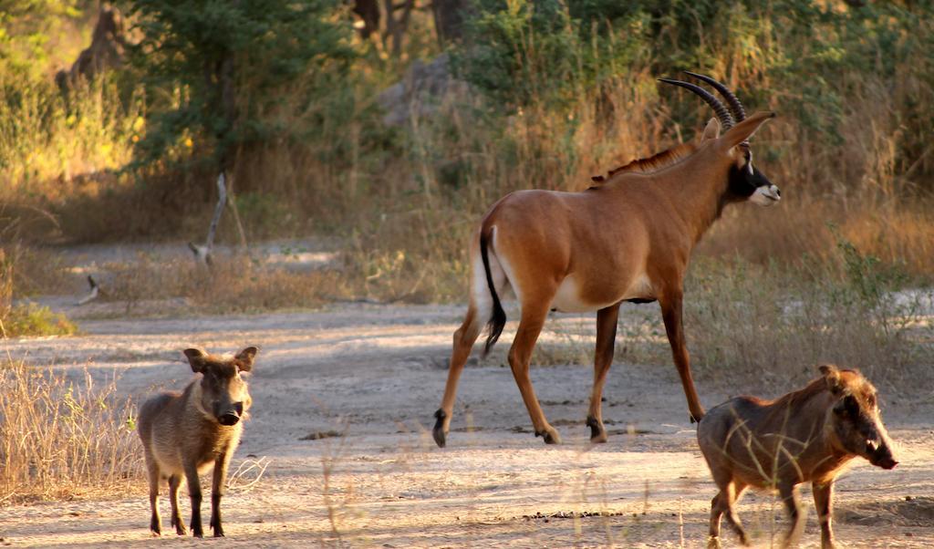 Fathala Wildlife Reserve Toubakouta Kültér fotó