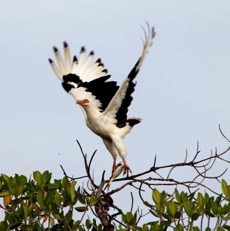 Fathala Wildlife Reserve Toubakouta Kültér fotó