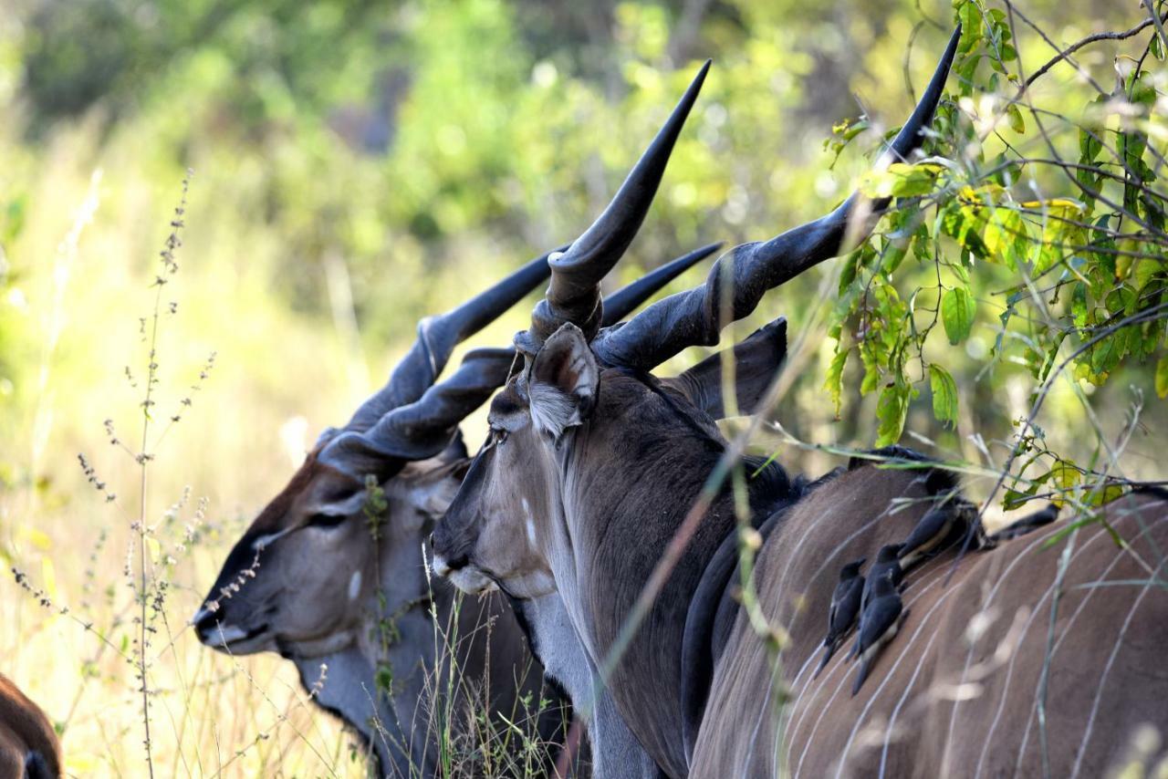 Fathala Wildlife Reserve Toubakouta Kültér fotó