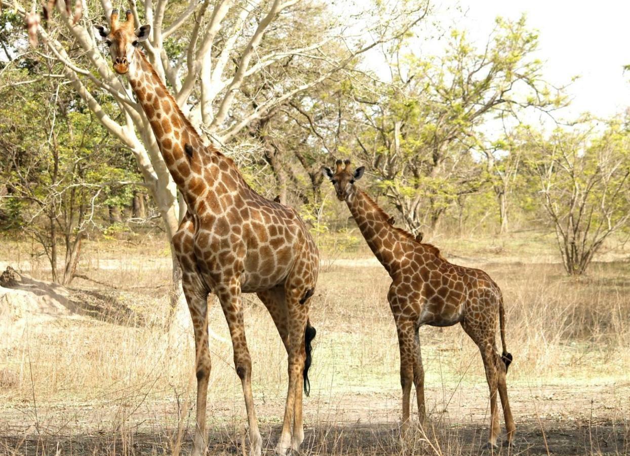 Fathala Wildlife Reserve Toubakouta Kültér fotó