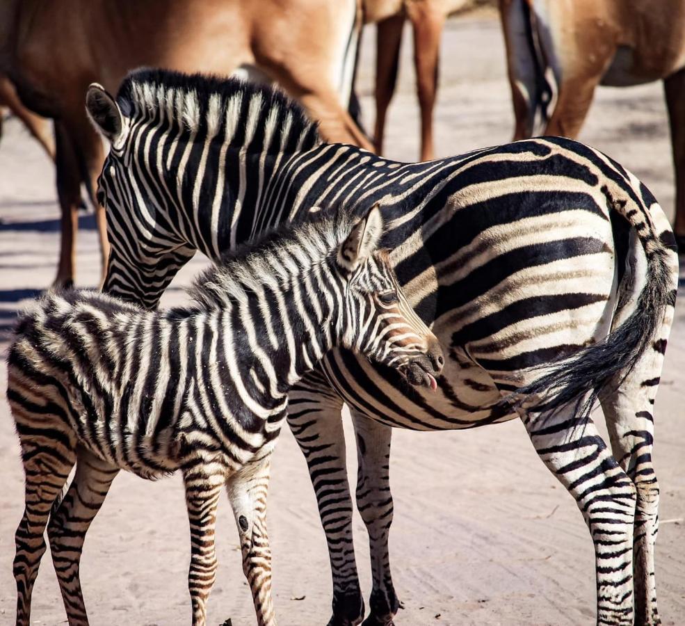 Fathala Wildlife Reserve Toubakouta Kültér fotó