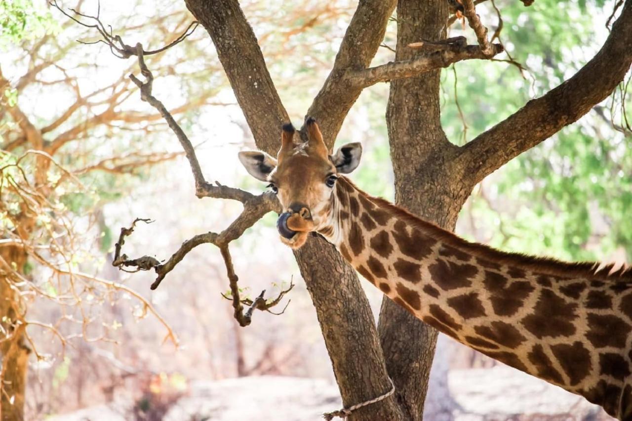 Fathala Wildlife Reserve Toubakouta Kültér fotó